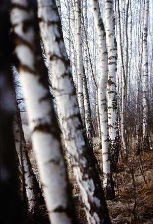 Deutscher Wald - Birken im Winter