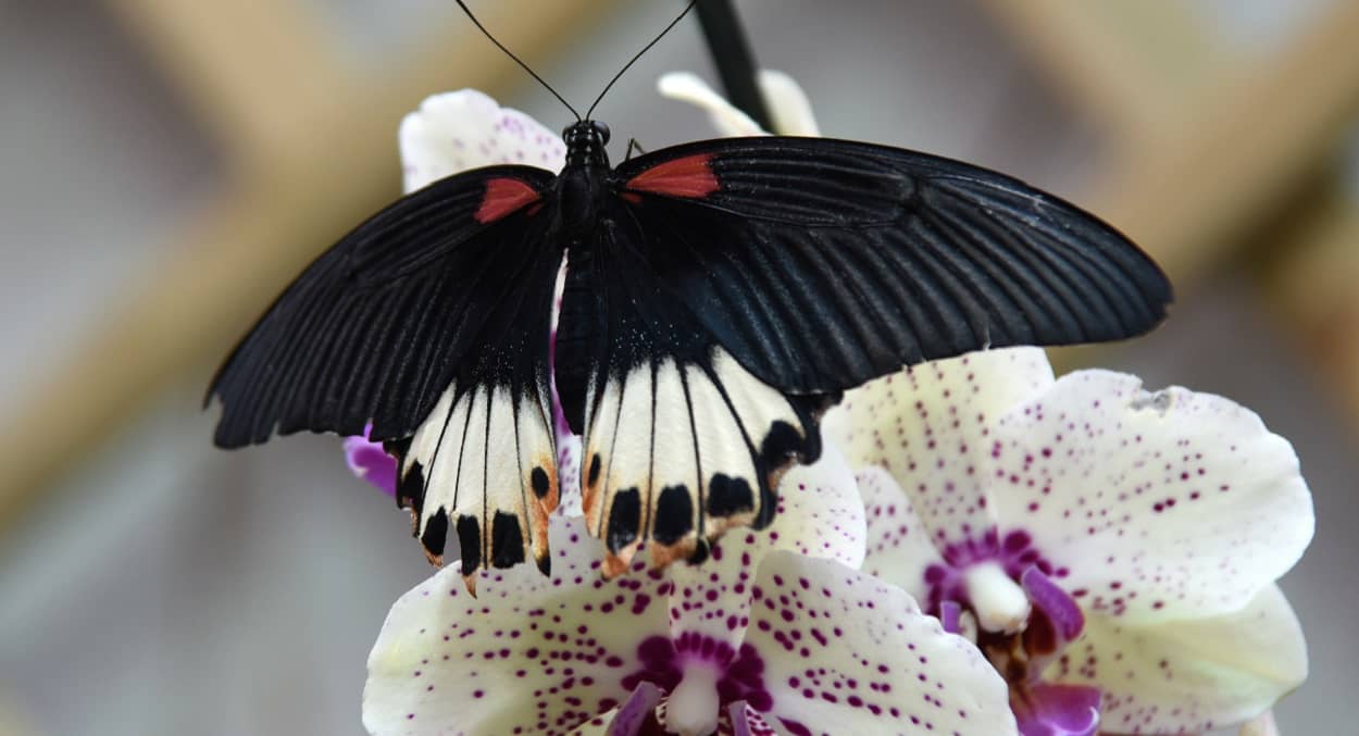 Orchideen und Schmetterling in der Biosphäre Potsdam
