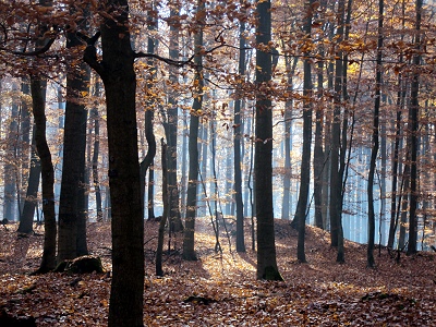 Herbstwald in der Schorfheide