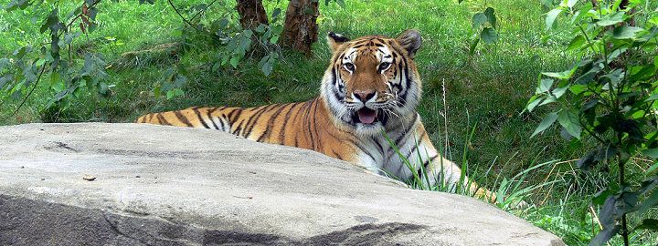 Tiger im Zoo Eberswalde