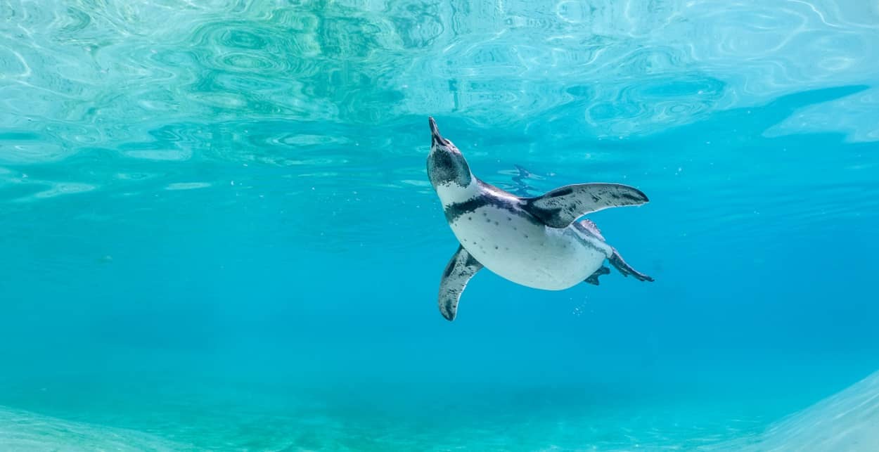 Schwimmen mit Pinguinen im Spreewelten Bad Lübbenau
