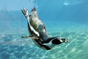 Ein Pinguin schwimmt im Wasser
