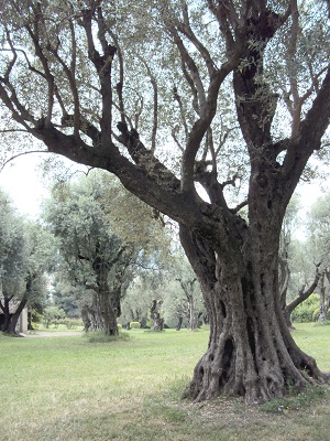 300jähriger Olivenhain