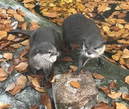 Otter im Heimattiergarten Fürstenwalde