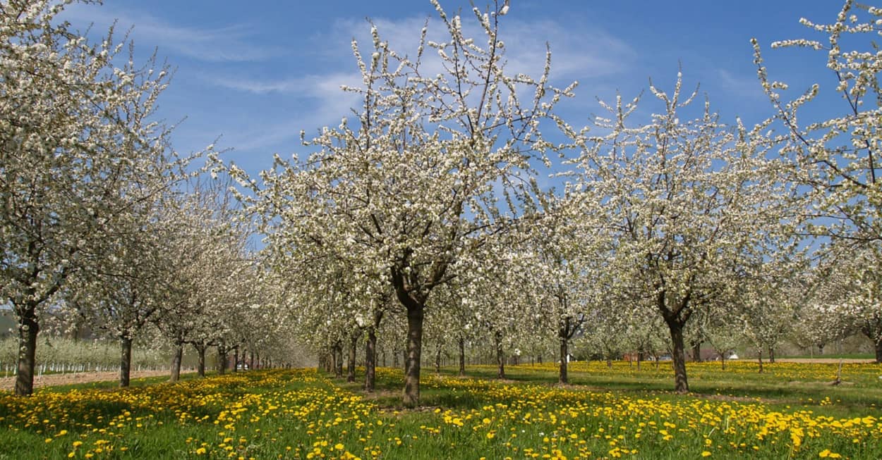 Baumblüte in Werder