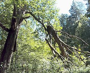 Abgestorbener Baum im Grumsiner Wald