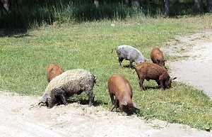 Mangalica-Wollschweine