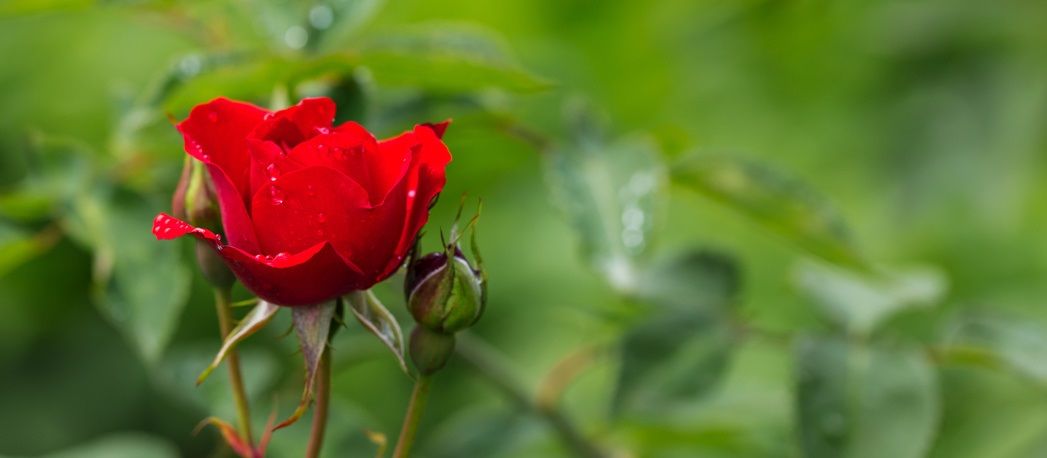 Rote Rose im Österreichpark
