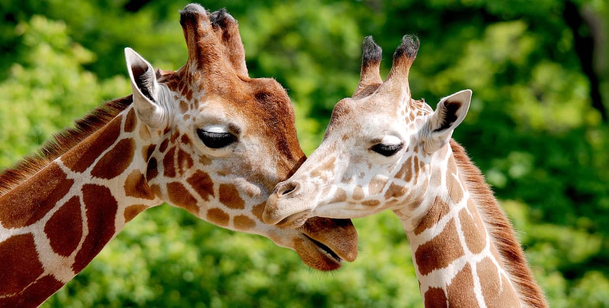 Giraffen im Berliner Zoo