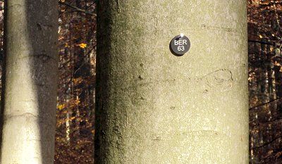 Nummernschild an einem Baum im Friedwald Bernau