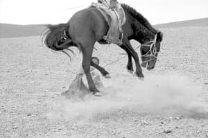 Mongolisches Pferd